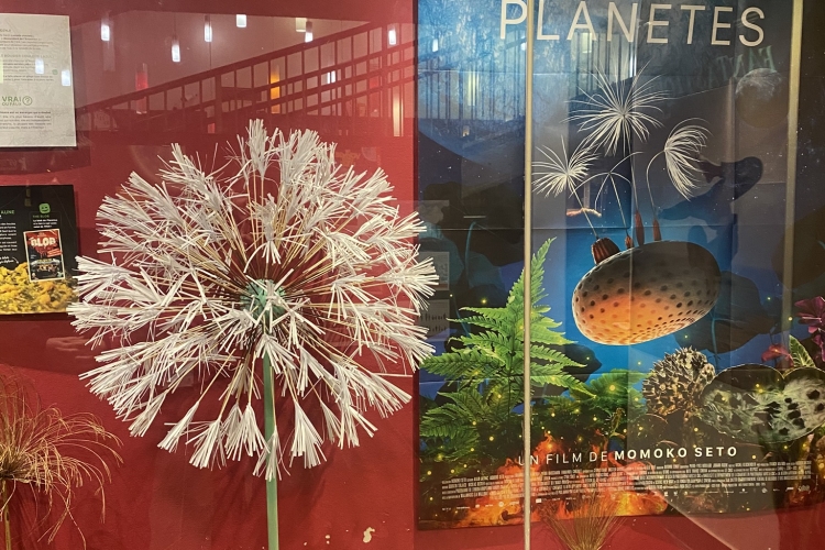 Journée Professionnelle 🌠 Festival les Toiles Filantes 2026